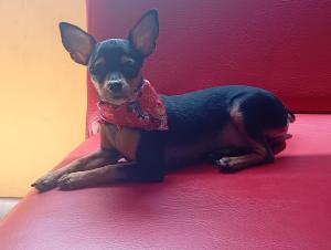 a small black dog sitting on a red couch at Hotel capital in Florencia