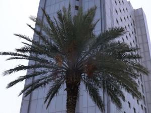eine Palme vor einem hohen Gebäude in der Unterkunft Novotel Monterrey Valle in Monterrey