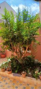 a large green tree in front of a building at mirleft in Mirleft