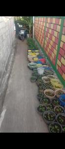 a row of bowls of plants lined up against a wall at Mamat warung bed & breakfast in Huu