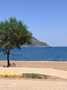 a tree on a beach next to the water at Adrasan blue bay hotel in Kumluca +8 photos