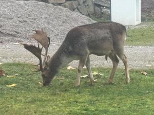 a deer grazing in the grass in a field at Landidyll am Bauerhof in Sankt Valentin