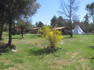 a field with tents and a bush in the grass at Du puits de Riquier écologique in Régusse