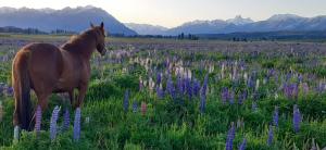 a horse standing in a field of purple flowers at CASA Los Tres Picos in Cholila