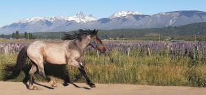 a horse running in a field with mountains in the background at CASA Los Tres Picos in Cholila