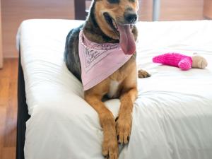 a dog sitting on a bed wearing a bandana at ibis Antofagasta in Antofagasta