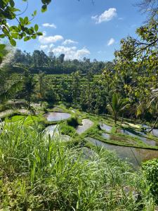 a river in the middle of a field with trees at Tetebatu Clove Garden in Tetebatu