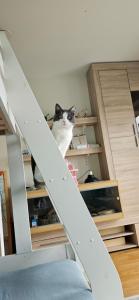 a black and white cat sitting on a shelf at Plutogatan PentHouse 