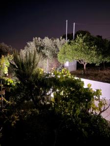 a garden with trees and a wall at night at The Wooden Nest in Asgourou