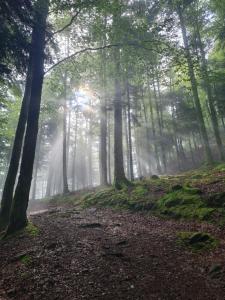 a forest with the sun shining through the trees at Au Calme Des Vosges in Fresse-sur-Moselle