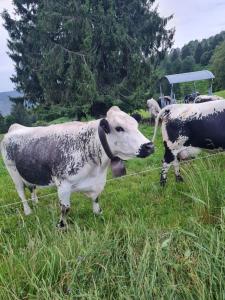 a group of cows standing in a field at Au Calme Des Vosges in Fresse-sur-Moselle