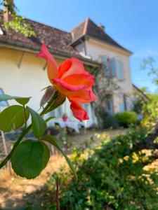 a red rose in front of a house at Charming room in Sornay +1 photo