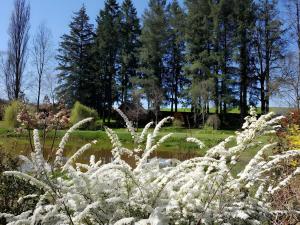 a plant with white flowers in a garden at Cabane Le Carré D'étoiles in Voussac +5 photos