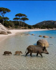 three pigs walking in the water on a beach at Isabella in Figari +3 photos