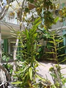 Taman di luar Palm Beach Hotel
