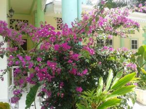 Taman di luar Palm Beach Hotel