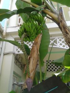 Gambar di galeri bagi Palm Beach Hotel di Grand'Anse Praslin