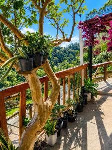 a group of potted plants on a wooden railing at Pousada Estância Bela Vista in Santa Teresa
