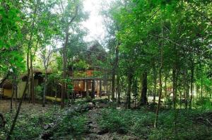 a house in the middle of a forest of trees at Hotel Puerta Calakmul in Conhuas