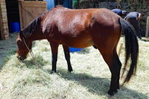 a brown horse eating hay in a field at Lee Njiru Resort in Nakuru