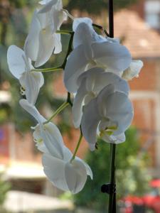 a group of white flowers on a window sill at Sokak Apartman in Bihać