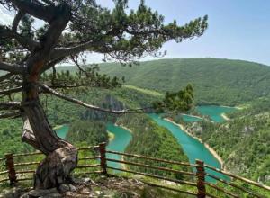 a tree on a hill with a view of a river at Nature House in Pljevlja