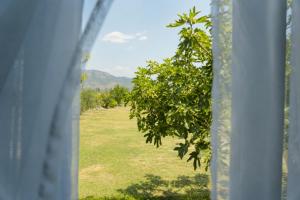 a view from a window of a field with a tree at Gazulli Guesthouse in Lezhë +18 photos