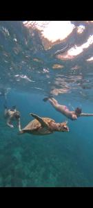 two people swimming in the water with a turtle at Dom Dom Guest House Gili Gede in Gili Gede