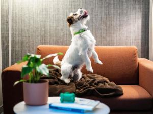a dog jumping in the air on a couch at Mercure Firenze Centro in Florence +117 photos