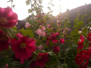 a group of pink flowers in a garden at Art Vila Galeri in Kazbegi
