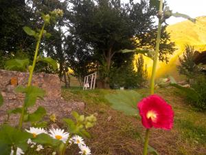 a red flower in the grass in a garden at Art Vila Galeri in Kazbegi