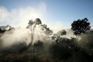 a foggy field with trees and the sun in the background at Volcano House in Volcano