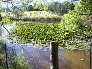 a bunch of leaves on a river with a fence at Colonial Inn Guest Rooms in Yackandandah