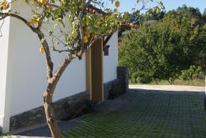 une maison avec un citronnier devant elle dans l'établissement Casa De Santo Antão - Turismo Rural, à Padrões