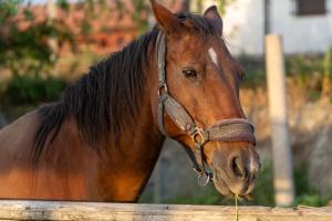 a brown horse standing next to a wooden fence at B&B Aut in Fiore in Ravenna