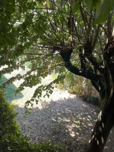 a tree with branches and leaves on a path at Souad in Saint-Vallier