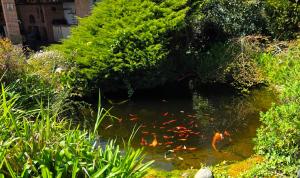 a pond with a bunch of kites in it at Hotel Jardín de Aura in Muros de Nalón