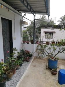 a group of potted plants sitting on a patio at Clintons Cove in Cochin +8 photos