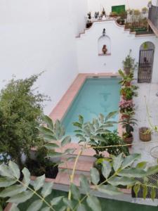 a swimming pool in a house with plants at Casa Palacio Domus Astigi in Écija