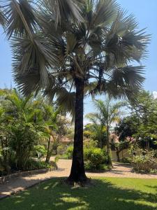a palm tree in the middle of a park at Njaro Haven in Weru Weru