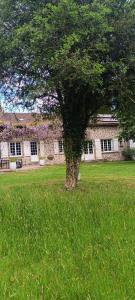 a tree in the middle of a field of grass at Domaine de Béchegut in Marval