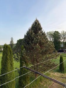 a fence in front of a large pine tree at Guest house in Wojtkowa