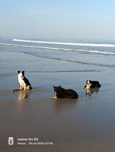 three dogs and a cat laying on the beach at La Cadournaise in Saint-Seurin-de-Cadourne +2 photos