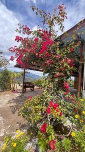 a bush of flowers in front of a building at Casa Vista Cafe in Cartago +32 photos