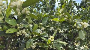 a tree with white flowers and green leaves at "BnB NOTO" - Charming Guest House in Noto