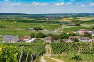 a village in a vineyard with a bunch of vines at Cocon entre centre ville autoroute in Reims