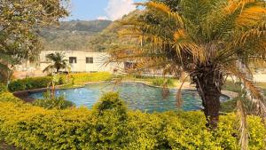 a palm tree and a swimming pool in a yard at Villa Yasmín - Apartamento Top in Villa Canales