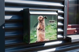 a picture of a dog standing in a box at Seepark Goch-Kessel in Kessel +1 photo