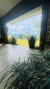 a patio with a potted plant in front of a window at Gal Bungalow in Elpitiya +1 photo