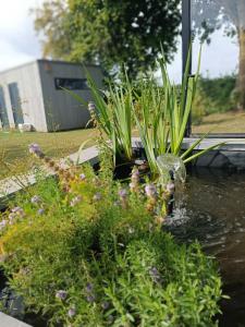 a garden with a fountain in a pond with flowers at Les Pieds au vert in Limbourg +8 photos